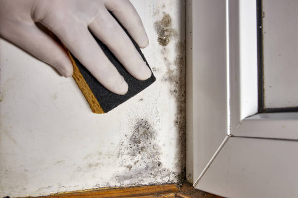 Best Black Mold Removal  in Franklinton, LA